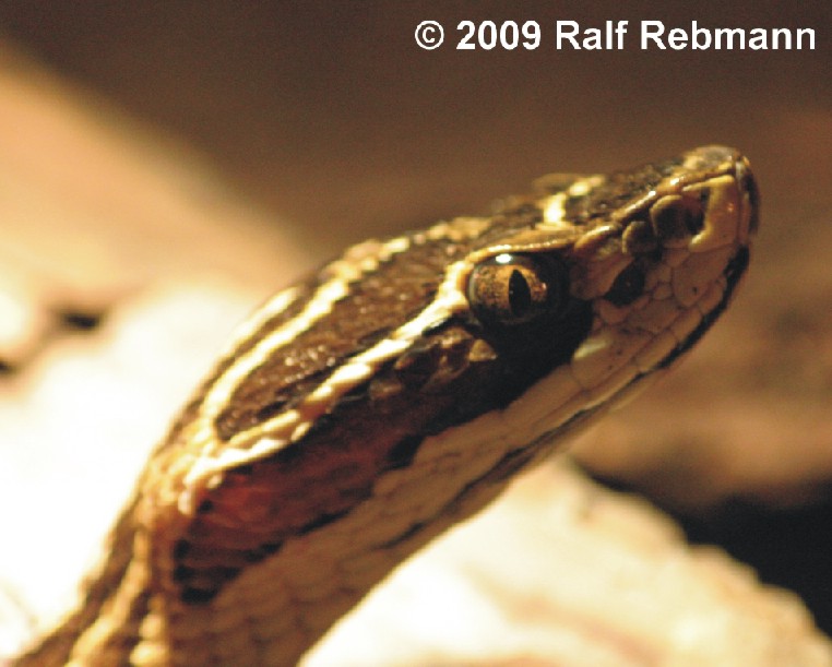 Bothrops alternatus Bild05